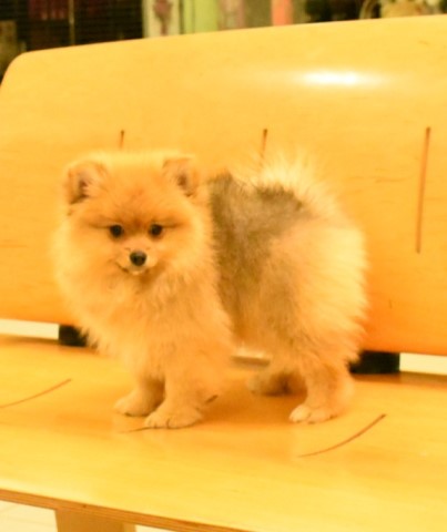 Pomeranian puppy for sale + 62526