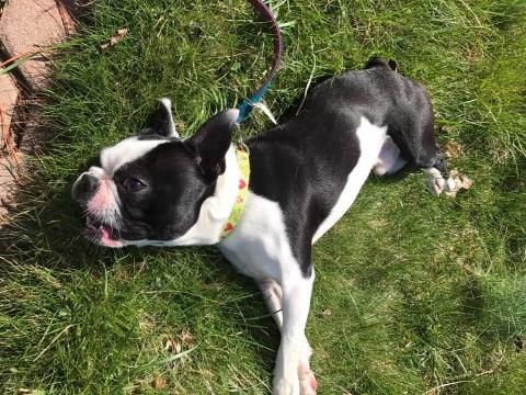 18  Month Old Male Boston Terrier