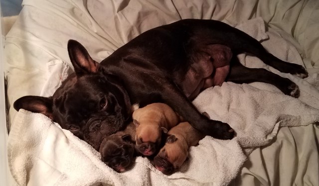 AKC French bulldog puppies for sale