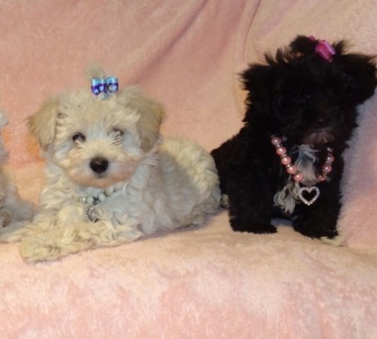 Micro Tiny Maltese X Toy Poodle Maltipoo Pups