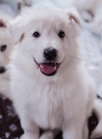 AKC White German Shepherd puppies