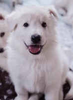 AKC White German Shepherd puppies German Shepherd Dog for sale/adoption