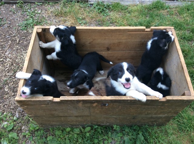 Border Collie puppy for sale + 53541