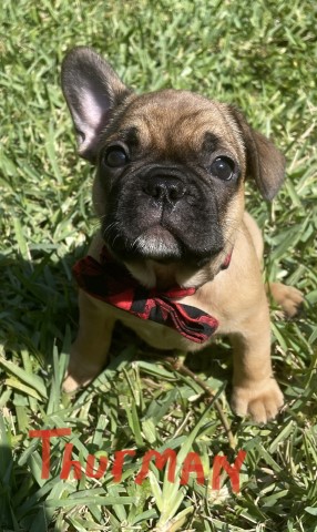 French Bulldog puppy for sale + 64680