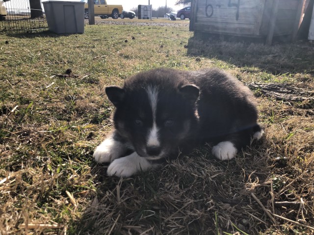 Ziva’s AKC Siberian Husky Males