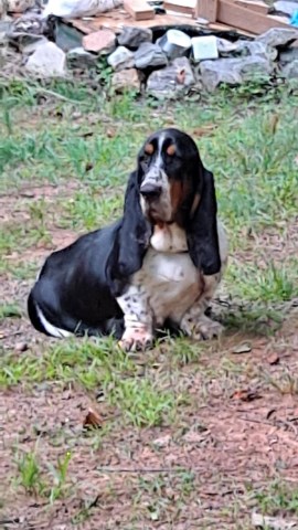 AKC BASSET HOUND,  ADULT Female, 3.5 yrs old