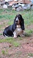 AKC BASSET HOUND,  ADULT Female, 3.5 yrs old Basset Hound for sale/adoption