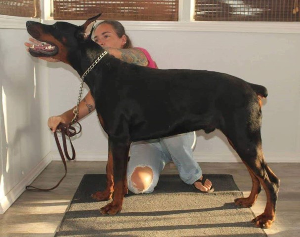 Doberman Pinscher puppy dog for sale in West Manchester, Ohio