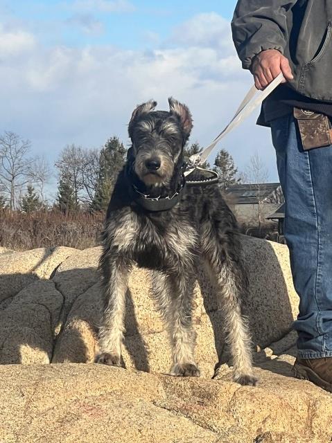 Giant Schnauzer puppy for sale + 65883