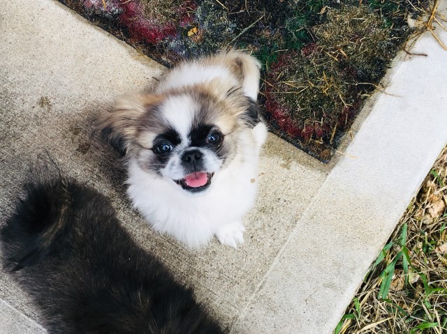 Pekingese puppy for sale + 63911