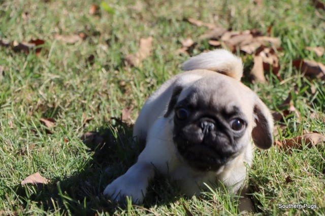 Pug puppy for sale + 65467