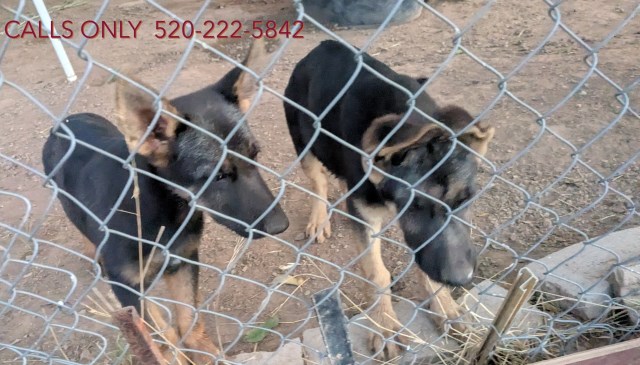 Female German Shepherd Pups