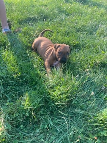 American Pit Bull Terrier puppy for sale + 62089