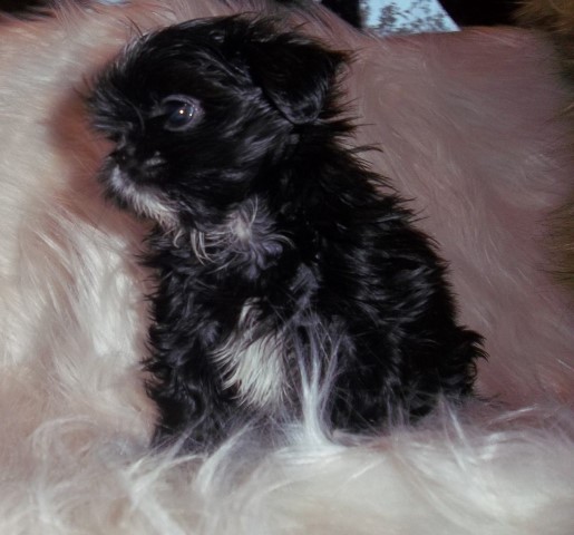 Shih Tzu puppy for sale + 64830