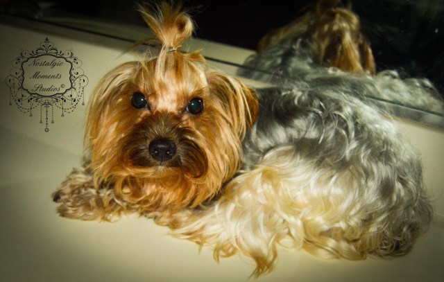 Yorkshire Terrier, Male, Light platinum silver with gold