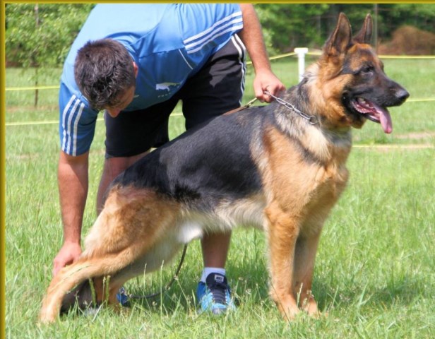 AKC Registered German Shepherd puppies