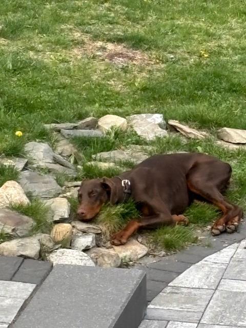 Doberman Pinscher puppy for sale + 66883