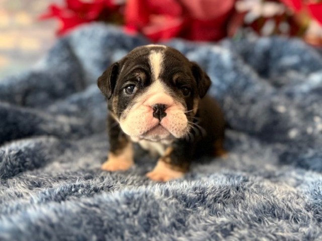 English Bulldog puppy for sale + 66956