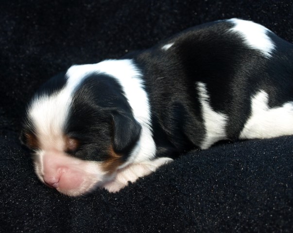 Cavalier King Charles Spaniel puppy for sale + 54980