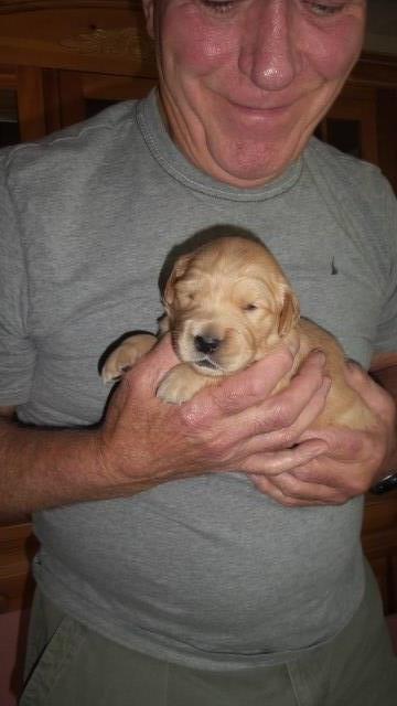 Golden Retriever puppy for sale + 47033