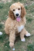 AKC Standard Poodle Pups Poodle Standard for sale/adoption
