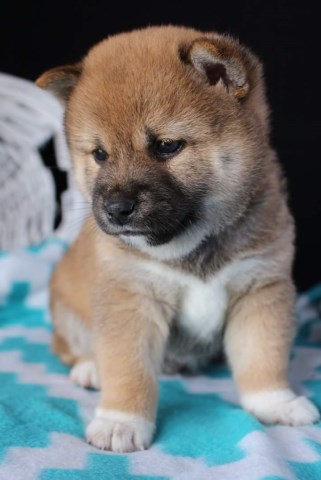 Shiba Inu Puppy Dog For Sale In Columbia City Indiana