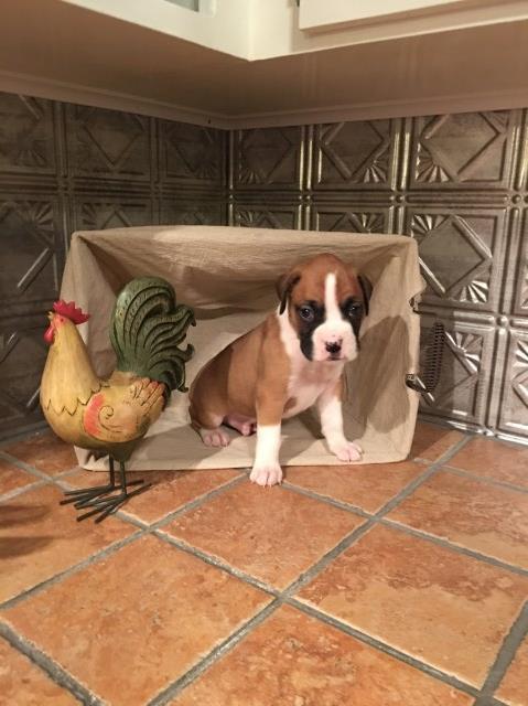 AKC boxer puppies