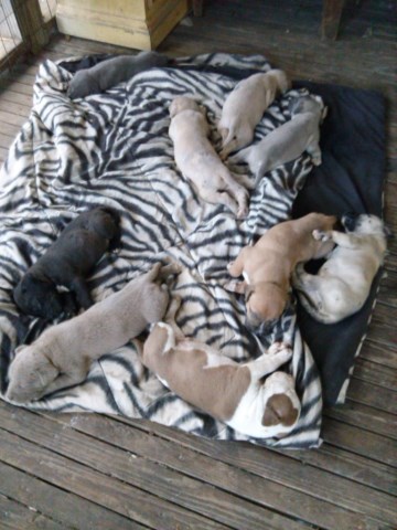 Pit Bull Puppies  - Pure bred - For Sale