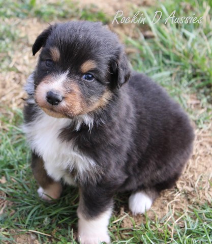 Australian Shepherd Dog puppy for sale + 64789