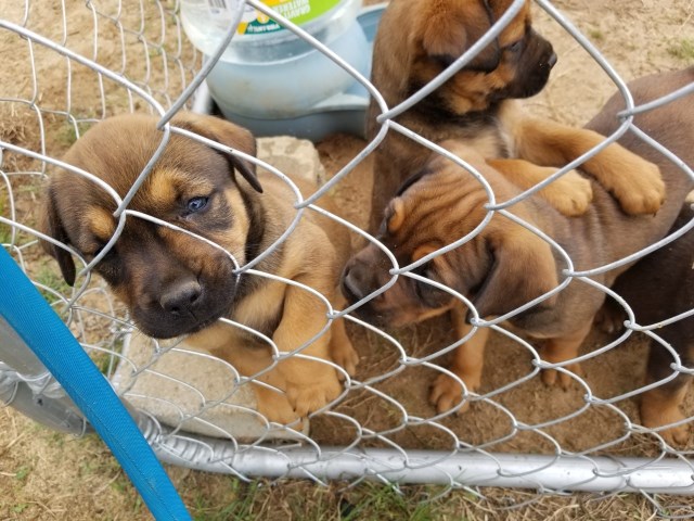 Mastiff puppy for sale + 52629