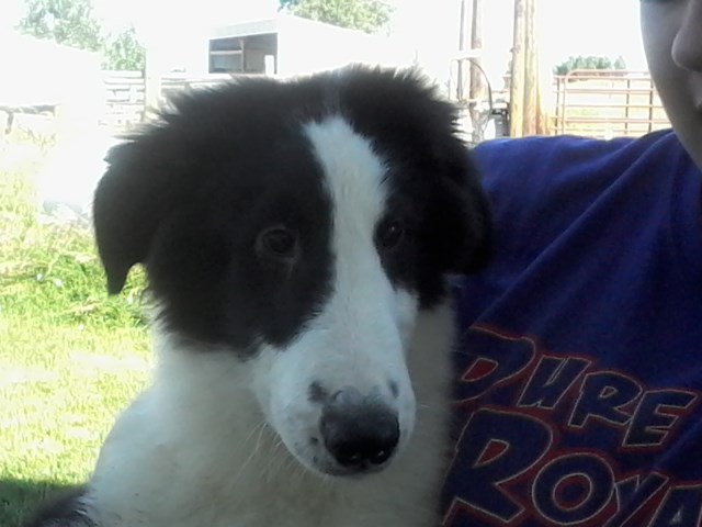 Male Collie Puppy