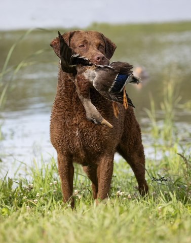 Chesapeake Bay Retriever puppy for sale + 66722