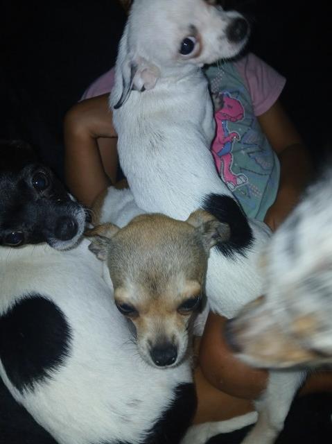2 Chihuahua Female Puppies