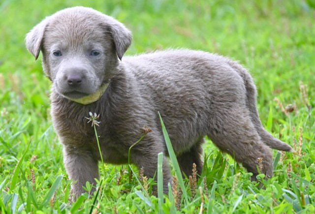 Labrador Retriever puppy for sale + 66621