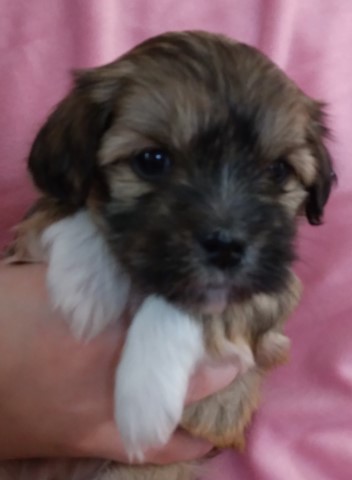 Stunning Red Havanese Mix Puppies $800 (716)772-2593 Gasport, NY