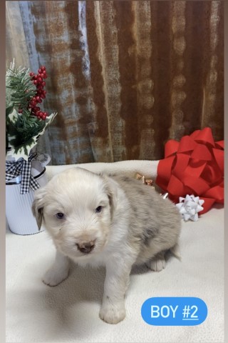 Australian Shepherd Dog puppy for sale + 65702