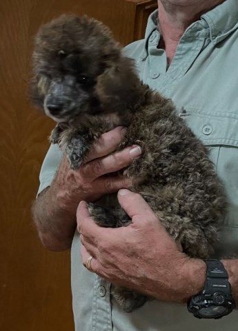 Toy Poodle puppies