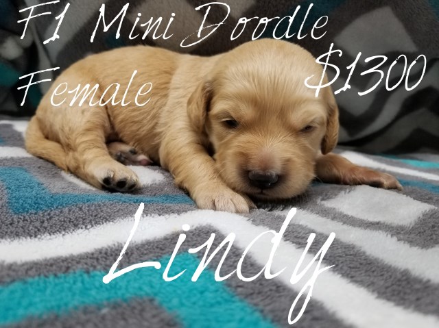 Goldendoodle puppy for sale + 56742