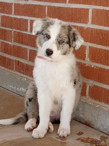 Australian shepherd/ Border Collie Mix