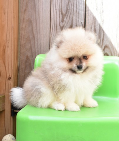 Purebred Pomeranian Puppy BOY Bingo