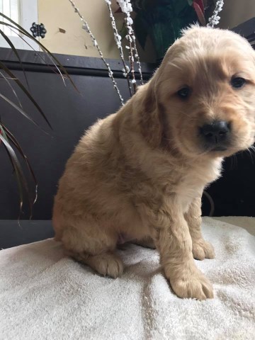 Golden Retriever puppy for sale + 48455