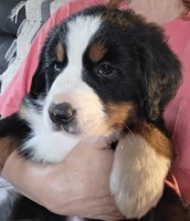 Bernese Mountain Bernese Mountain Dog for sale/adoption