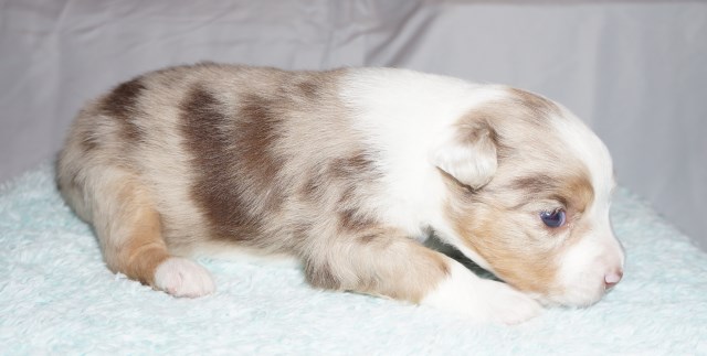 Red Merle Miniature American Shepherd Puppy