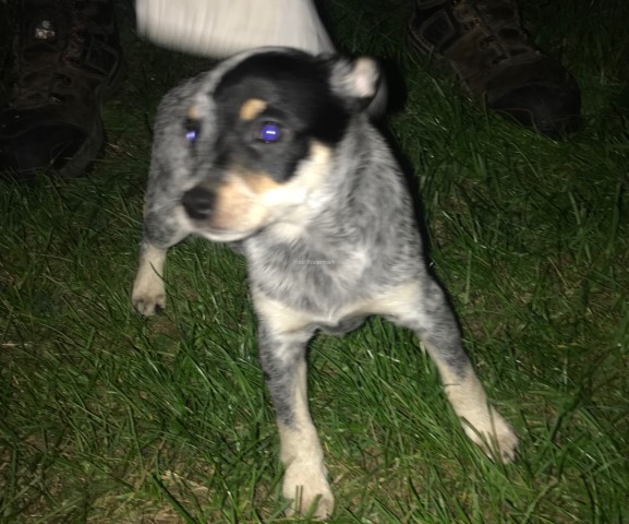 Australian Cattle Dog puppy for sale + 62791