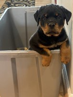 Top Quailty AKC Reg. German Female Rottie Pups Available Now!!! Rottweiler for sale/adoption