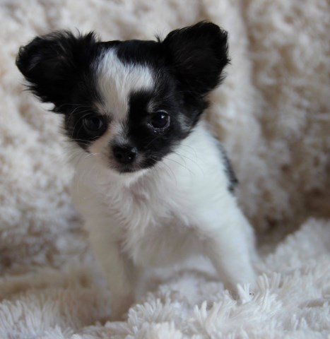 Chihuahua puppy for sale + 53108