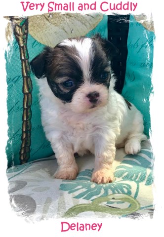 Shi Chi Teddy Bear Puppies for Sale Registered