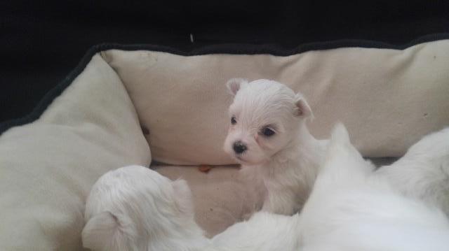 Cute Adorable Pure White Maltese Pups