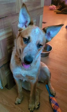 Ms. Bougie, Pure Bred Red Heeler