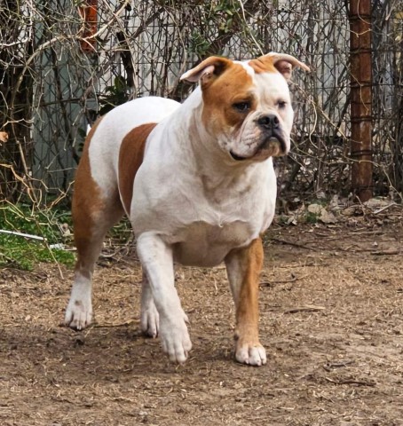 American Bulldog puppy for sale + 65881